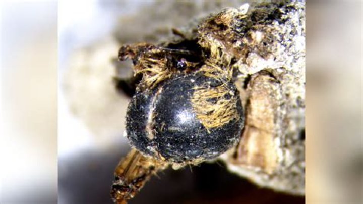 3000 Year Old Preserved Bee
