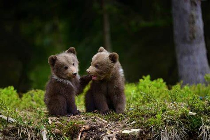 Adorable Bear Nature Photos