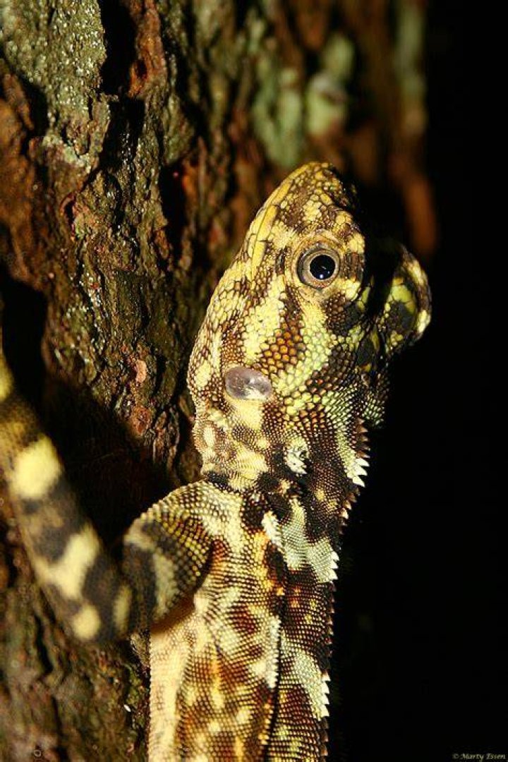 Amazon Lizard Penis