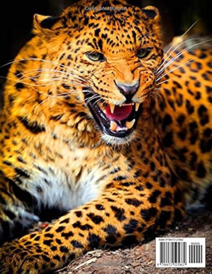 Awesome Leopard Photography