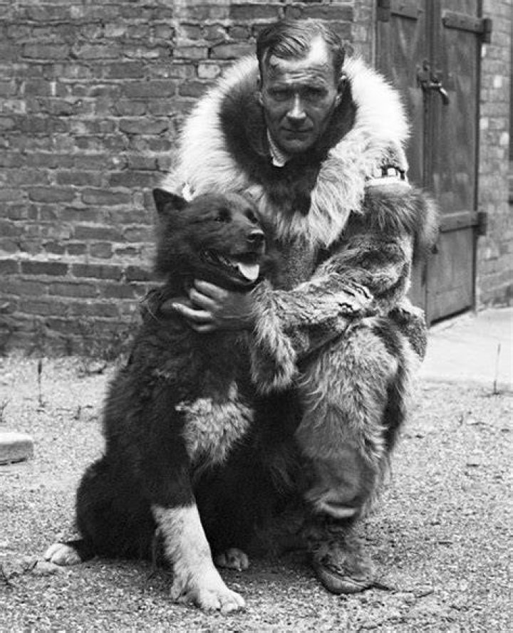 Balto The Dog