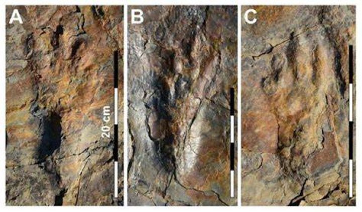 Batrachopus Grandis Trackways