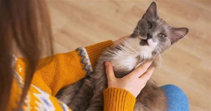 Can Cats Understand Humans? New Study Says Yes