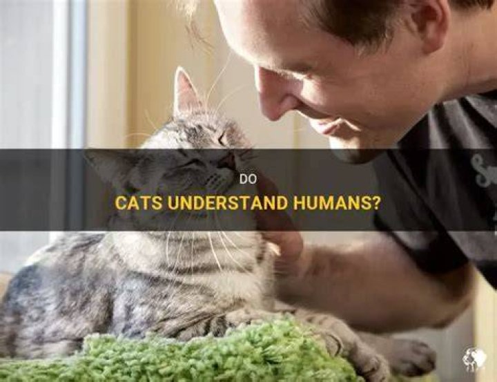 Can Cats Understand Humans