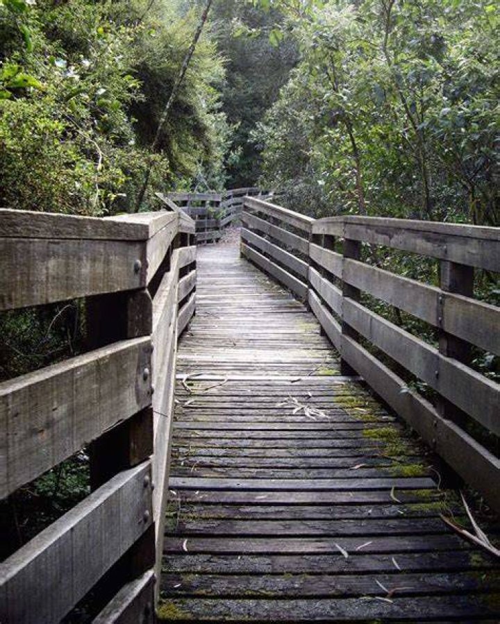 Cannibal Ant Boardwalk