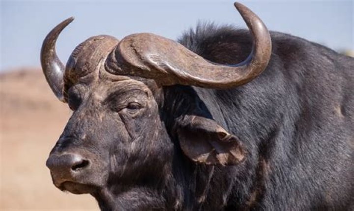 Cape Buffalo Horns