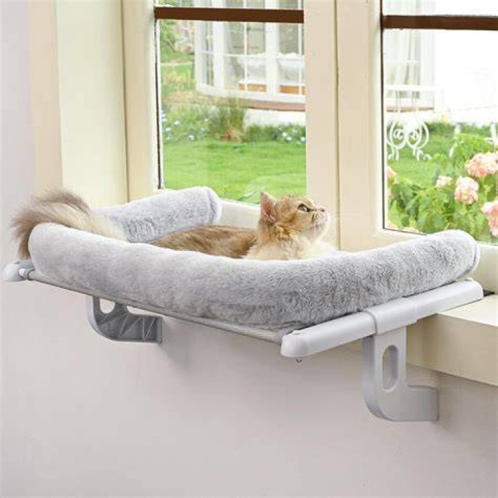 Cat On A Windowsill