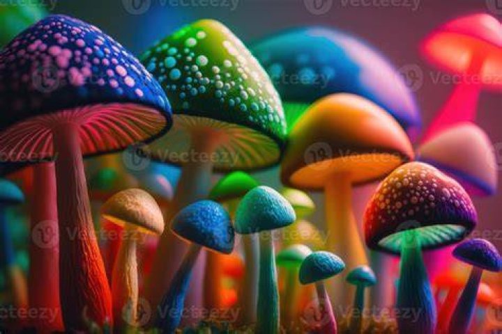 Colorful Psilocybin Mushrooms