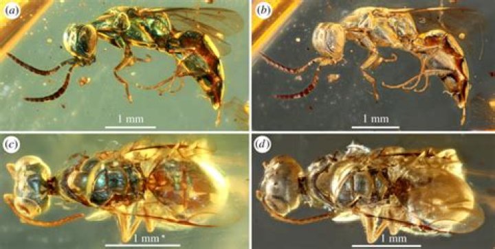 Colorful Versus Dull Amber Insect