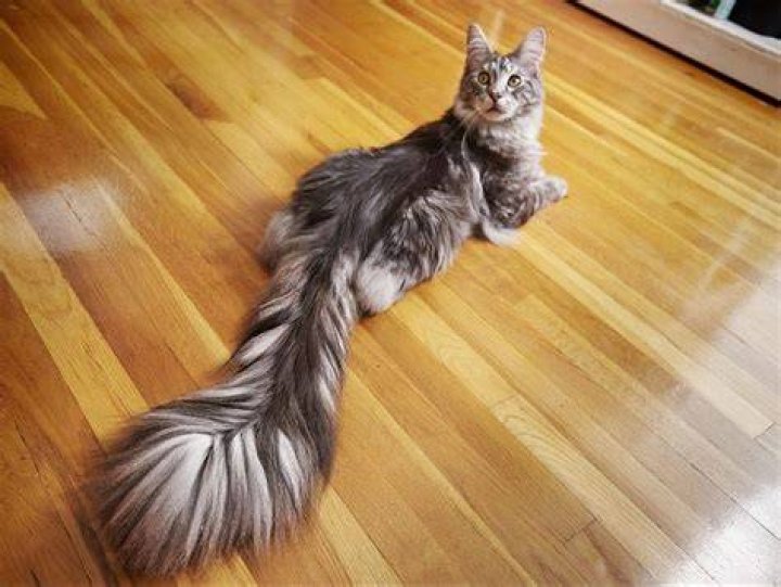 Cygnus The Cat