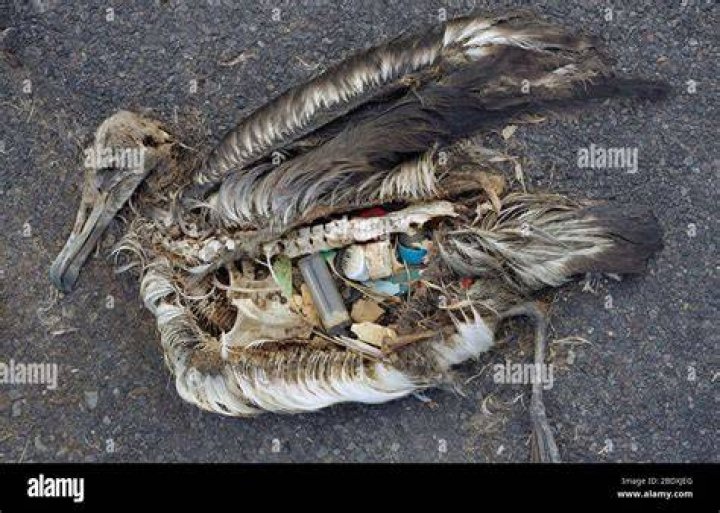 Dead Albatross Plastics Stomach