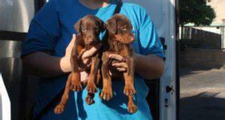 Debarking Breeder Caught Performing Brutal Procedure On 15 Dogs