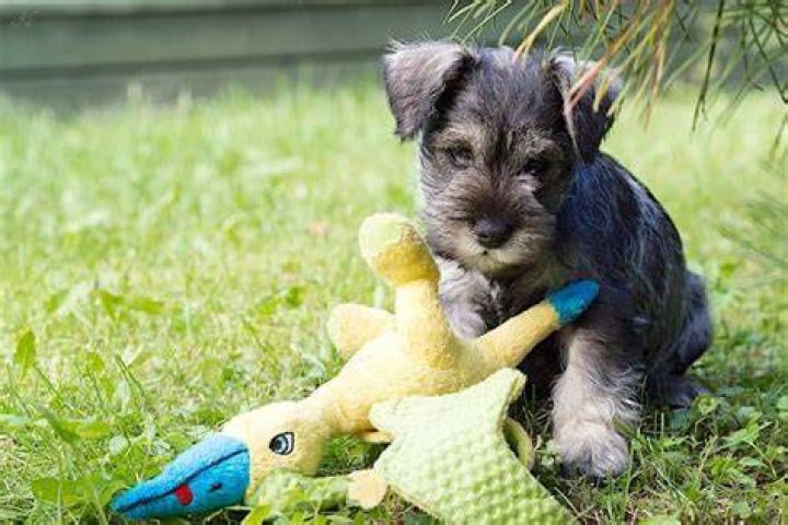 Debarking Puppies