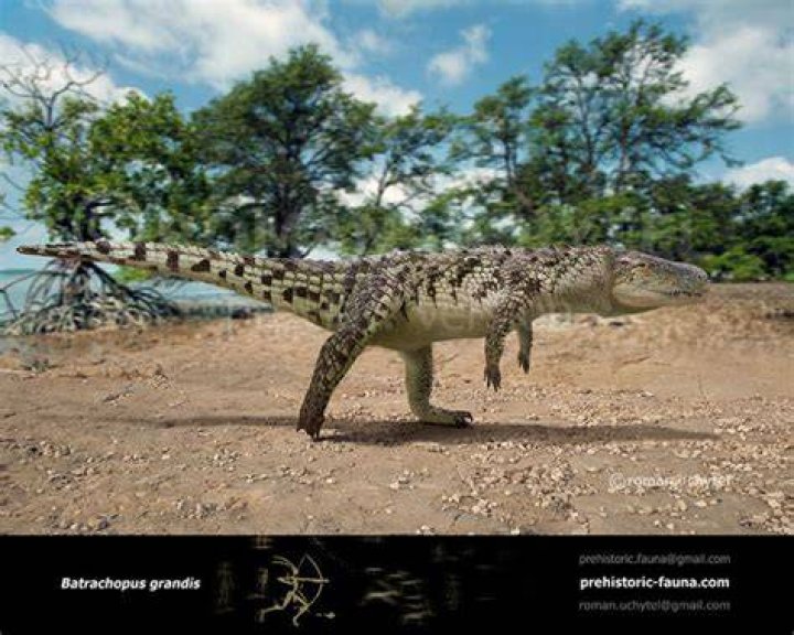 Diagonal View Of Batrachopus Grandis Trackways