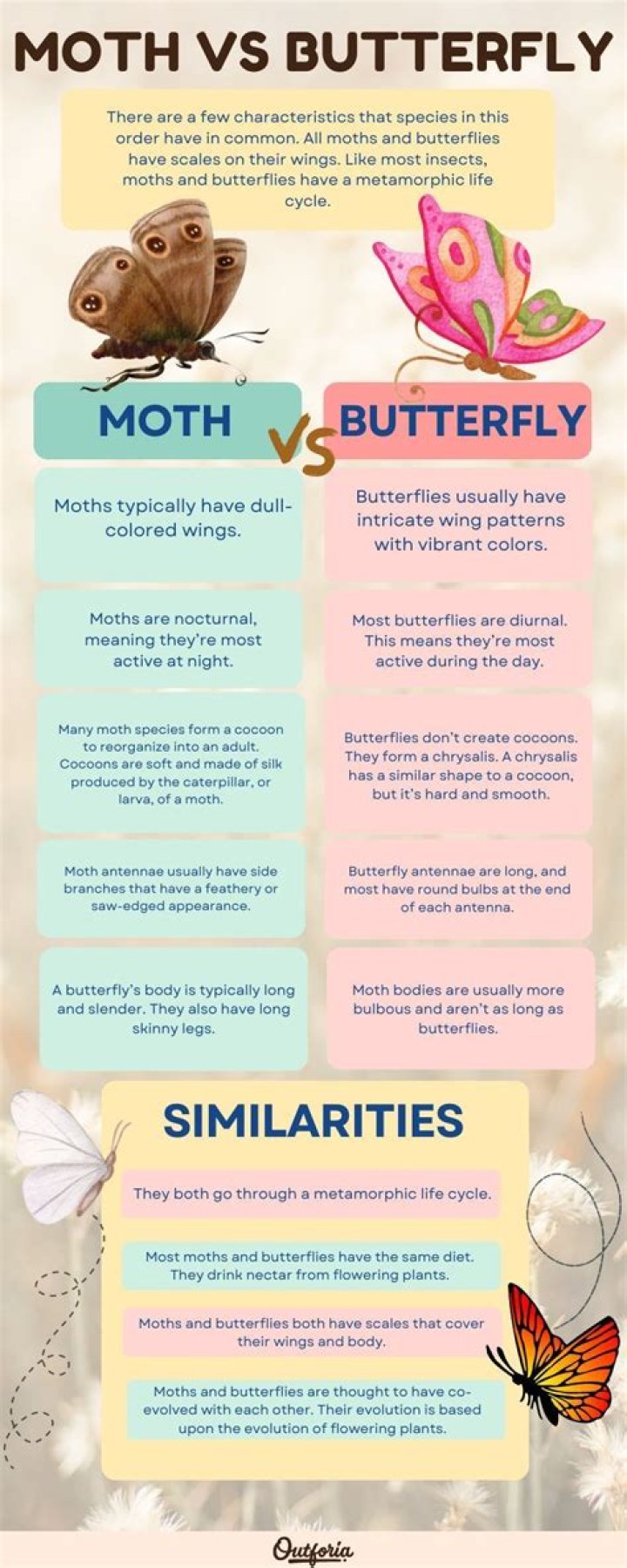 Differences Between Moth Species