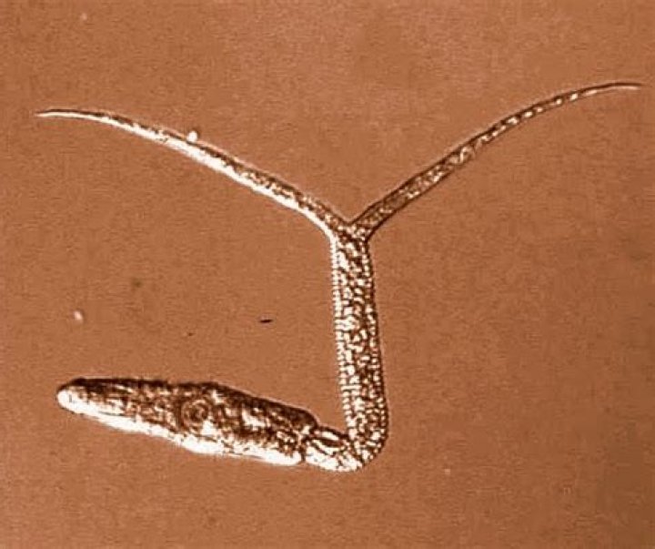 Diplostomum pseudospathaceum Parasite Lives In Fish Eye
