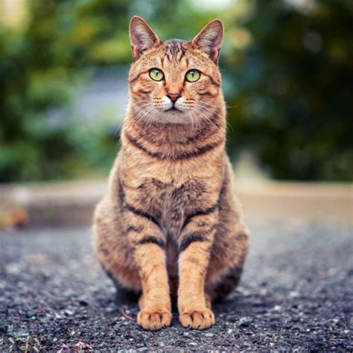 Domesticated Cat