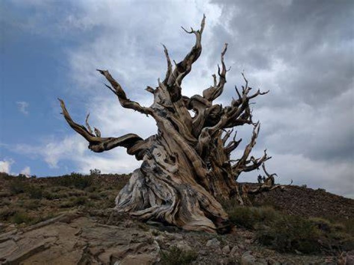 Fifth Oldest Tree On Earth