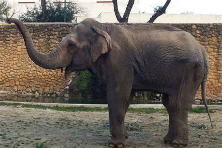 Flavia Saddest Elephant