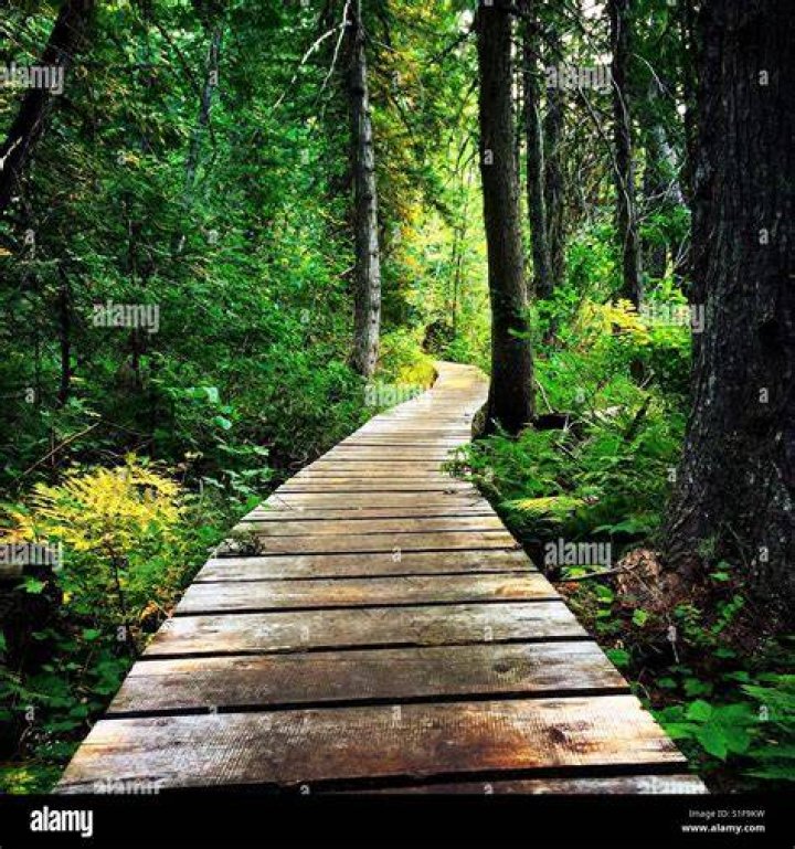 Forest Pathway