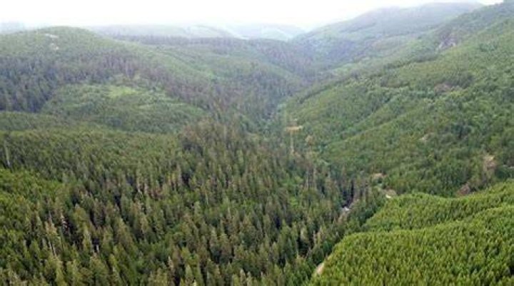 Forest Where Maureen Kelly Disappeared