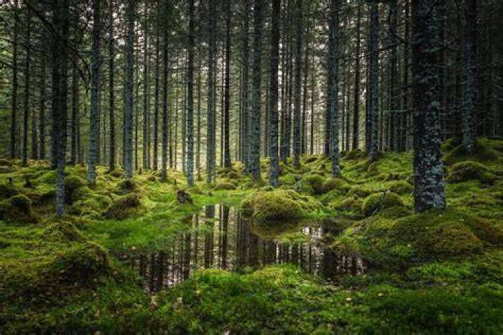 Forest