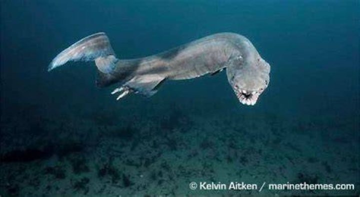 Frilled Shark Swimming