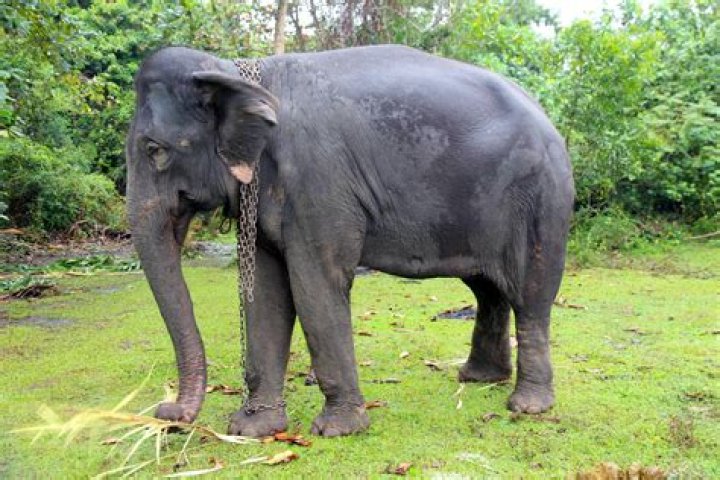 Gaunt Captive Elephant