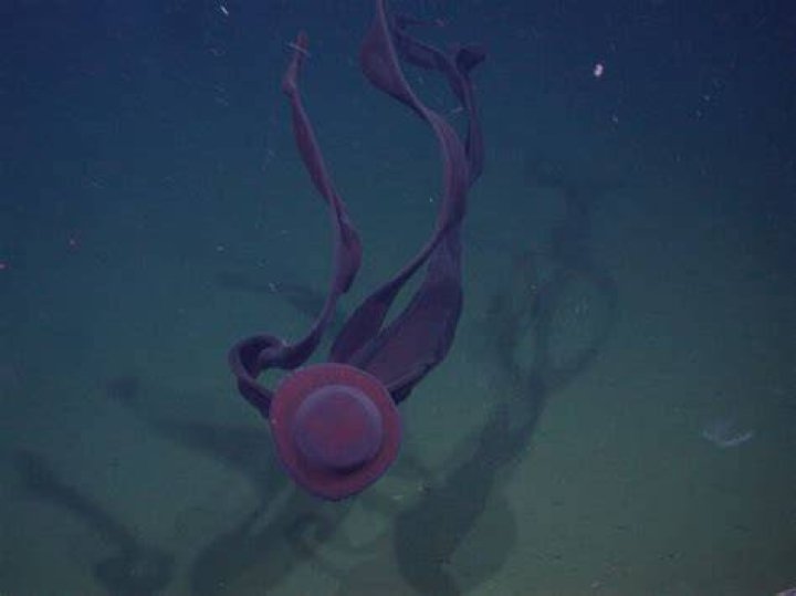 Giant Phantom Jellyfish Observed In Shallow Antarctic Waters