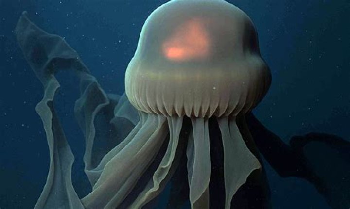 Giant Phantom Jellyfish