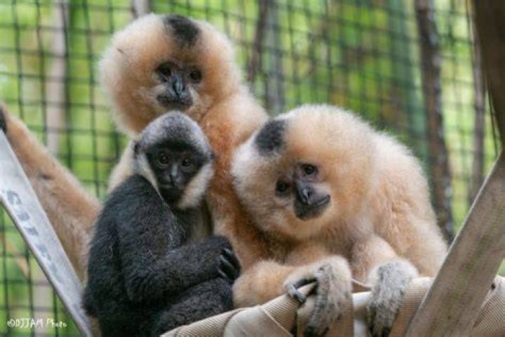 Gibbon Baby
