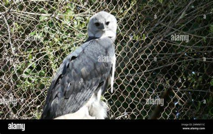 Harpy Eagle Inside Aviary