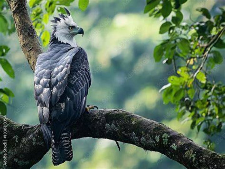 Harpy Eagle On A Branch