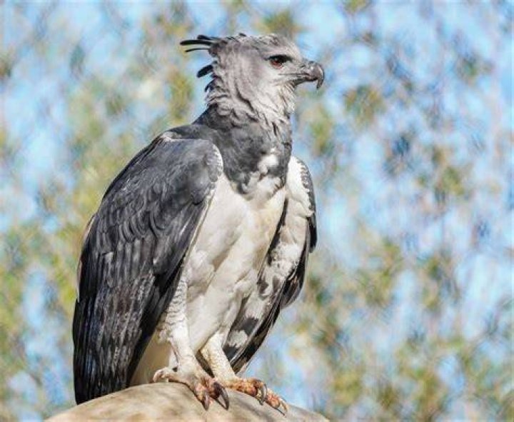 Harpy Eagle Photo