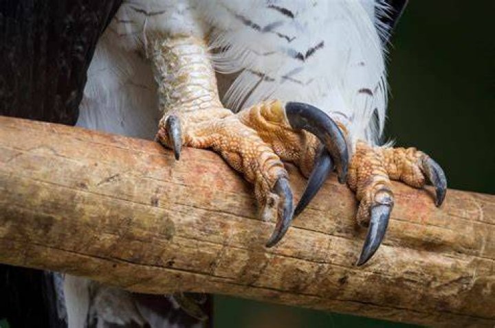 Harpy Eagle Talons