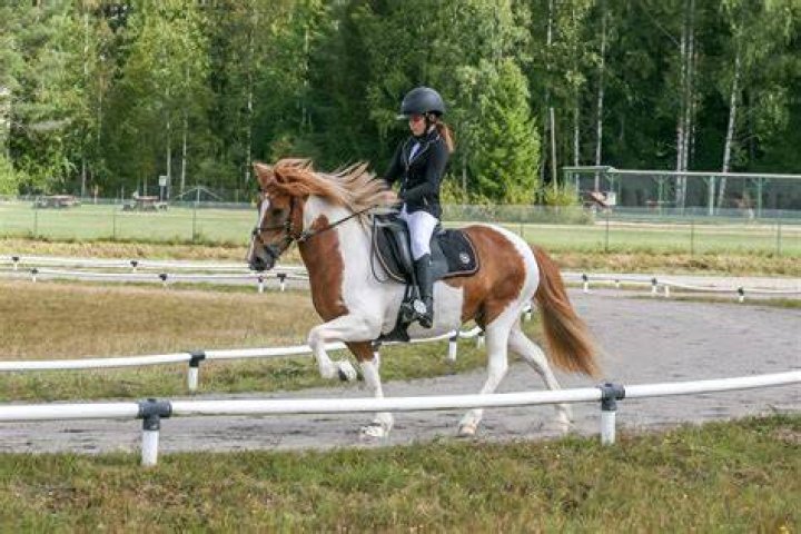 Helsinki Pummel Horse