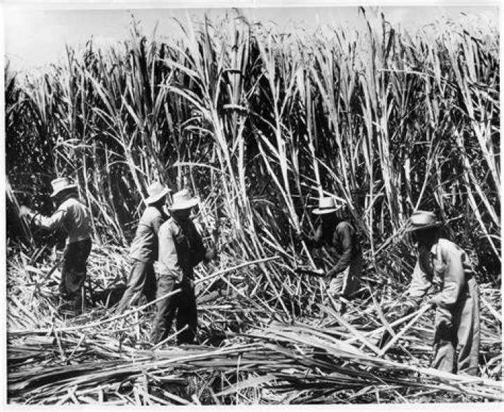 History of Hawaii Sugar Plantation