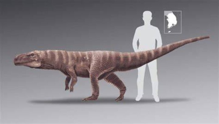 Human To Batrachopus Grandis Comparison