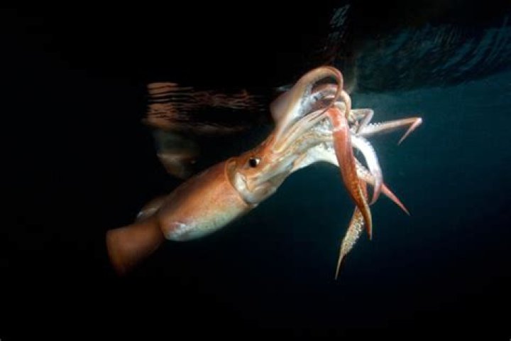 Humboldt Squids