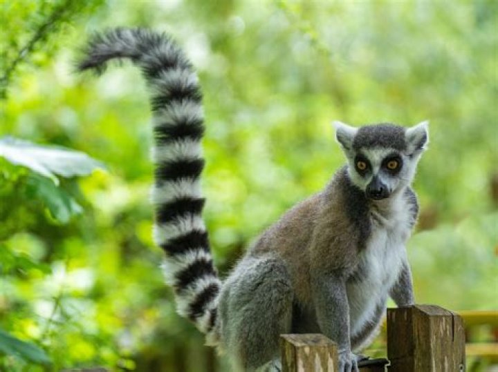 Lemur Nature Photography