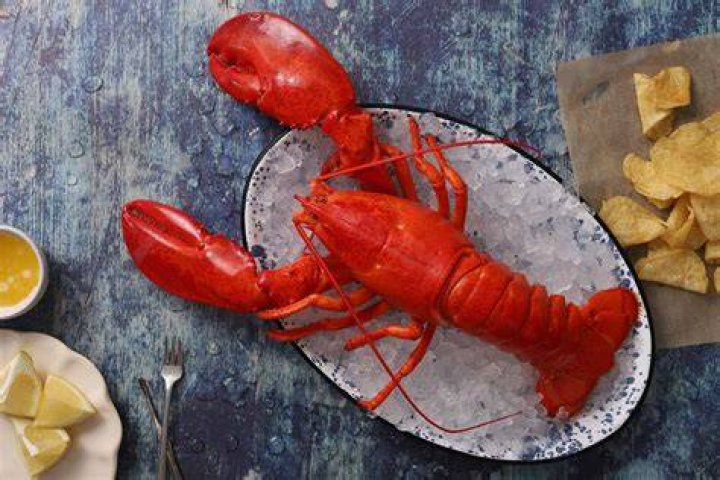 Maine Lobster