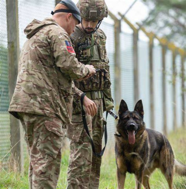 Military Police And Dog Outside Jeffrey Macdonald Home