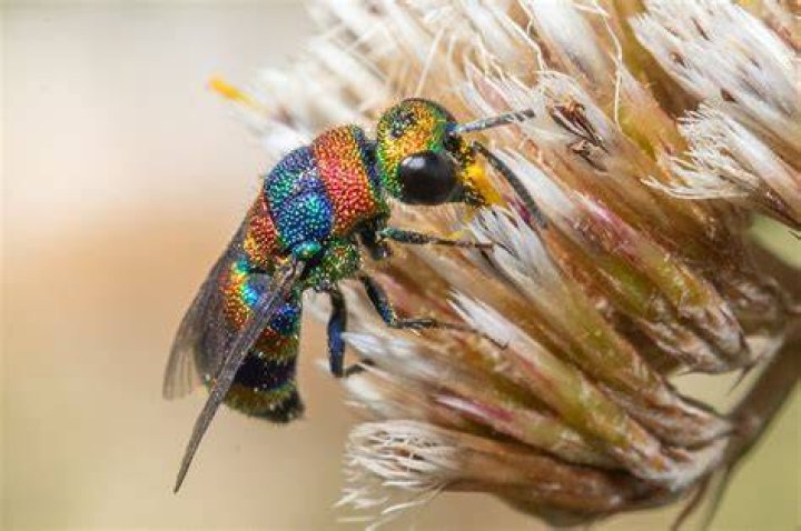 Modern Cuckoo Wasp