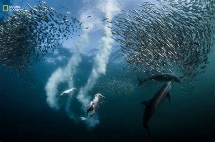 Nat Geo 2016