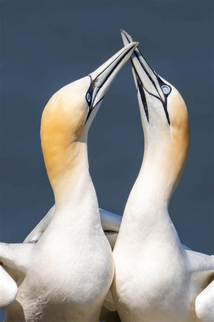 Northern Gannets Photography