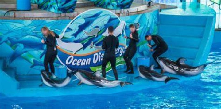 Ocean Discovery Dolphin Show At Sea World