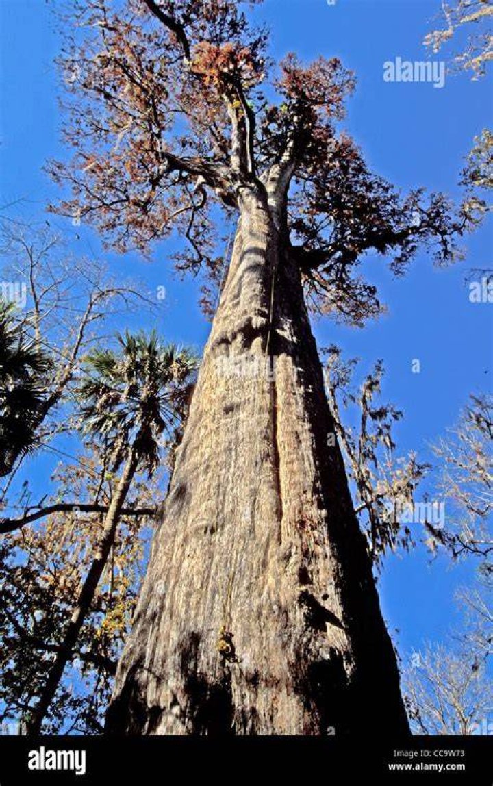 Oldest Cypress Tree In The World