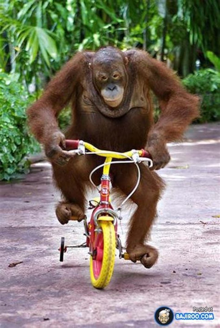 Orangutan Riding A Scooter