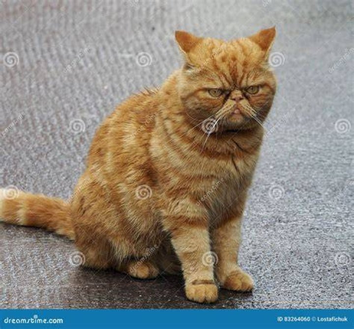 Outside Cat Looking Grumpy