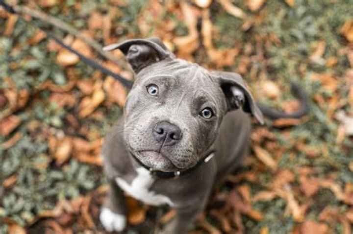 Pa Puppy